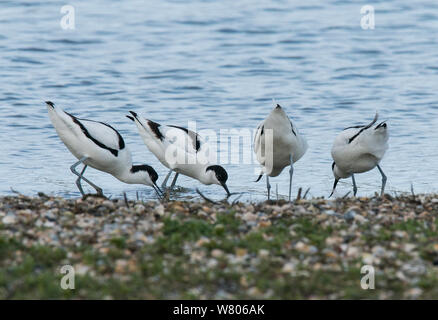 Vier Pied Säbelschnäbler (Recurvirostra Avosetta) zwei Paare Anfechtung einer potenziellen nest Website. Oosterendl, Insel Texel, Niederlande. Stockfoto