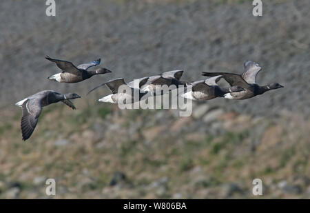 Kleine Herde von Brent Gänse (Branta bernicla) im Flug. Die Insel Texel, Niederlande. Stockfoto