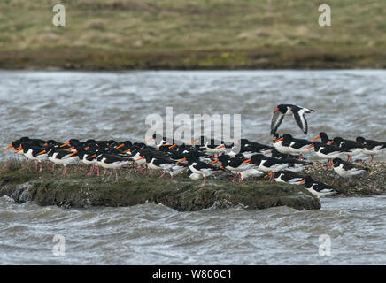 Eurasischen Austernfischer (Haematopus ostralegus) ruht auf Islet, Molwerk, Insel Texel, Niederlande. Stockfoto