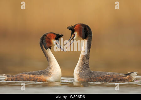 Great crested Haubentaucher (Podiceps Cristatus Cristatus) Balztanz, Cardiff, UK, März. Stockfoto