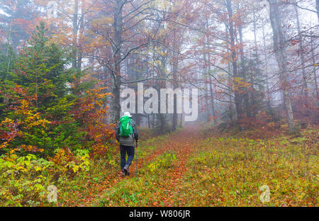 Mann zu Fuß durch die Buche (Fagus sylvatica) Wald im Herbst, Ilirska Bistrica, Grüner Karst, Slowenien, Oktober 2014. Stockfoto