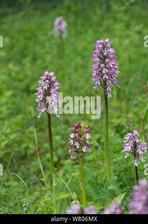 Lady Orchidee (Orchis purpurea) in der Mitte, mit Hybrid Lady x Monkey Orchideen (Orchis purpurea x O. simia), Buckinghamshire, England, UK, Mai. Stockfoto