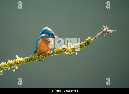 Eisvogel (Alcedo atthis) Weibliche auf Zweig, Worcestershire, England, Mai. Stockfoto