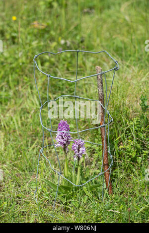 Helm-knabenkraut (Orchis militaris) Blüte, durch Draht Cage, Buckinghamshire, England, UK, möglicherweise geschützt. Stockfoto