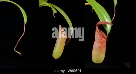 Kannenpflanze (Nepenthes ventricosa x Dubai) zusammengesetzte Bild zeigt Entwicklung der Krug auf schwarzem Hintergrund. Stockfoto