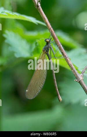 Gebänderte agrion (Calopteryx splendens) neu Frauen entstanden. Surrey, England, UK, Mai. Stockfoto