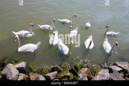 Eine Herde der Schwäne auf dem Plattensee in Ungarn Stockfoto