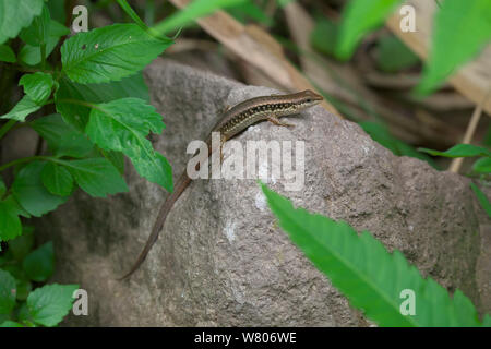 Gefleckte Wald skink (Sphenomorphus maculata) Simao Präfektur, Provinz Yunnan, China. Mai. Stockfoto