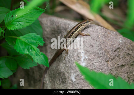 Gefleckte Wald skink (Sphenomorphus maculata) Simao Präfektur, Provinz Yunnan, China. Mai. Stockfoto