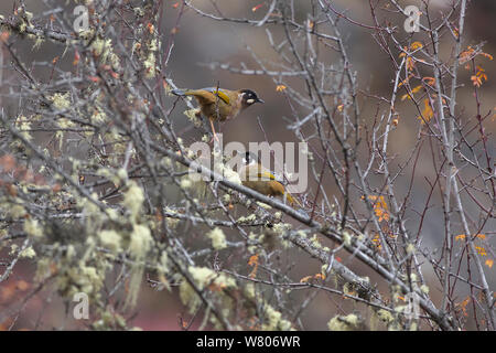 Schwarz-faced laughingthrush (Garrulax affinis) auf Zweig, Mount Namjagbarwa, Yarlung Zangbo Grand Canyon National Park, Nyingchi Präfektur, Tibet, China. November. Stockfoto