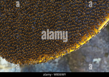 Himalayan Honig Bienen (Apis laboriosa dorsata) auf Kamm, Mount Namjagbarwa, Yarlung Zangbo Grand Canyon National Park, Tibet, China. Oktober. Stockfoto