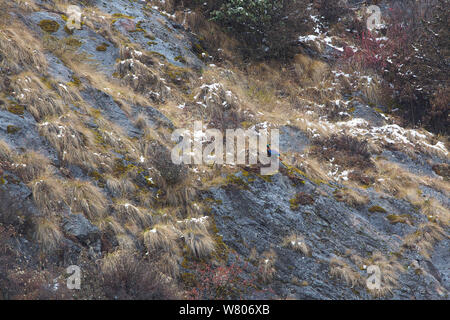 Himalayan monal Pheasant (Lophophorus impejanus) am Hang, Mount Namjagbarwa, Yarlung Zangbo Grand Canyon National Park, Nyingchi Präfektur, Tibet, China. November. Stockfoto