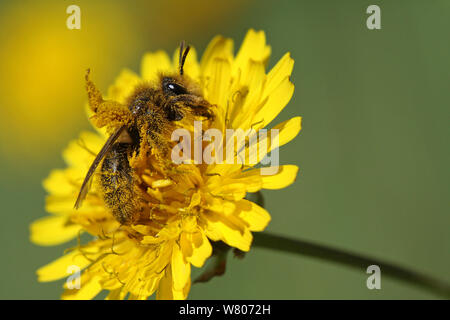 Die europäische Honigbiene (Apis mellifera) Sammeln von Pollen und Nektar von Löwenzahn Blume (Taraxacum vulgaria) Toulon, Var, Provence, Frankreich, April. Stockfoto