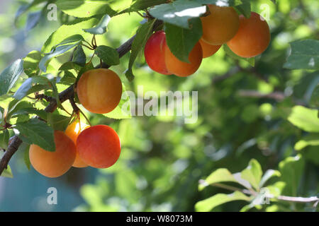 Reife Pflaumen (Prunus domestica) auf Niederlassung in einem Garten, Var, Provence, Frankreich, Juni. Stockfoto