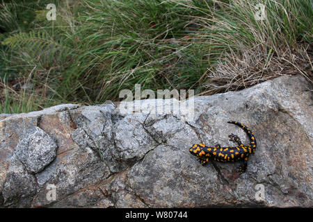 Korsische Feuersalamander (Salamandra Korsika) auf Rock, endemische Arten, Parc Naturel Regional de Corse/Korsika Natural Regional Park, Insel Korsika, Korsika, Frankreich, September Stockfoto