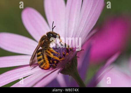 Die europäische Honigbiene (Apis mellifera) Sammeln von Pollen und Nektar von osteospermum Blume, im botanischen Garten, Var, Provence, Frankreich, April. Stockfoto