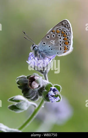 Gemeinsame blauer Schmetterling (Polyommatus icarus) Männliche ruht auf Blue hound&#39;s Zunge (Cynoglossum creticum) Blüte, Var, Provence, Frankreich, April. Stockfoto