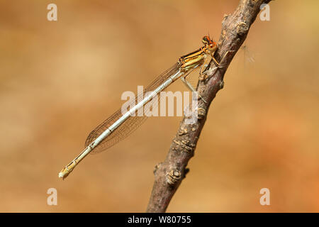 Becher - Markiert damselfly Weiblich (Cercion lindenii) auf eine Niederlassung in Garten, Var, Provence, Frankreich, Juni. Stockfoto