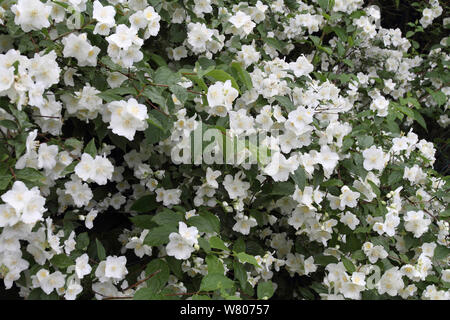 Süße mock orange (Cornus alba 'Sibirica coronarius) Bush in voller Blüte, Var, Provence, Frankreich, Mai. Stockfoto