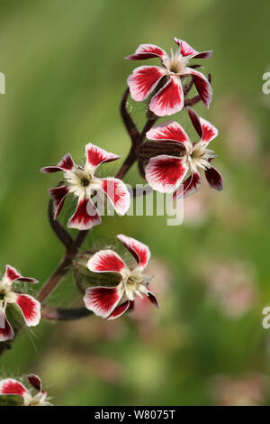 Kleine Blumen catchfly (Silene gallica) Halbinsel Giens, Var, Frankreich, Mai. Stockfoto