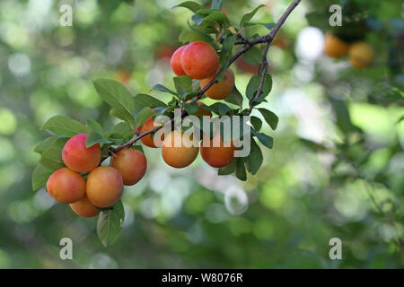 Reife Pflaumen (Prunus domestica) auf Niederlassung in einem Garten, Var, Provence, Frankreich, Juni. Stockfoto