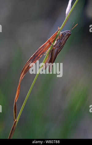 Große gold Grasshopper (Chrysochraon dispar) auf Gras, Var, Provence, Frankreich, Juli. Stockfoto