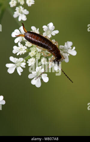 Gemeinsame earwig/Europäischen earwig (Forficula auricularia) Fütterung auf Gemeinsame hedge Petersilie (Torilis arvensis) Blumen, in einer organischen Garten, Var, Provence, Frankreich, Juni. Stockfoto