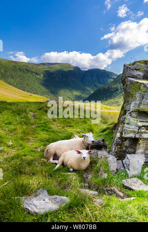 Eine grup der Schafe im Schatten eines großen Felsen entlang der Straße in Norwegen ruhen Stockfoto