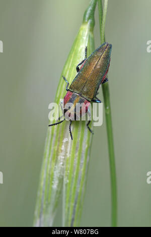 Jewel beetle (Anthaxia hungarica) auf Gras Blade, Var, Provence, Frankreich, April. Stockfoto