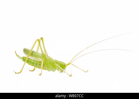 Eiche Bush - Kricket (Meconema thalassinum) männlich, Niederlande, Juli. Meetyourneighbors.net Projekt Stockfoto