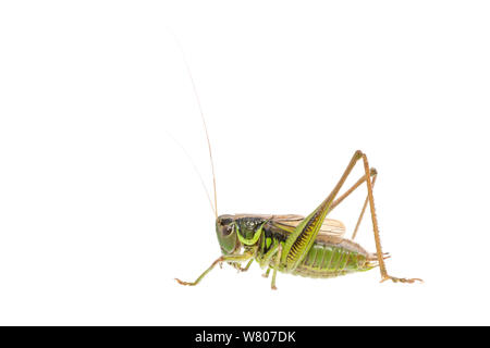 Roesel's Bush Cricket (Metrioptera roeselii) männlich, Niederlande, Juli. Meetyourneighbors.net Projekt Stockfoto