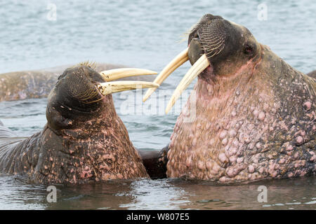 Walrosse (Odobenus rosmarus) männlich und weiblich, mitgeführt und im seichten Wasser, Spitzbergen, Svalbard, Norwegen, Arktischen Ozean. Juli. Stockfoto