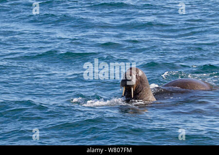 Walross (Odobenus rosmarus) an der Oberfläche, Spitzbergen, Svalbard, Norwegen, Arktischen Ozean. Juli. Stockfoto