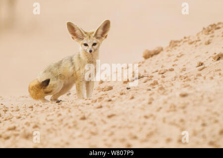 Fennec Fuchs (Vulpes zerda) Erwachsene in der Nähe der Höhle, Grand Erg Oriental, Kebili Governatorat, Tunesien Stockfoto