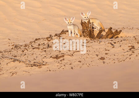 Fennec Fuchs (Vulpes zerda) Welpen spielen im Freien. Grand Erg Oriental, Kebili Governatorats. Tunesien. Stockfoto