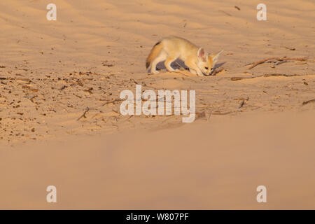 Fennec Fuchs (Vulpes zerda) pup Graben. Grand Erg Oriental, Kebili Governatorats. Tunesien. Stockfoto