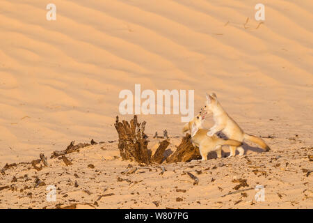 Fennec Fuchs (Vulpes zerda) Welpen spielen im Freien. Grand Erg Oriental, Kebili Governatorats. Tunesien. Stockfoto