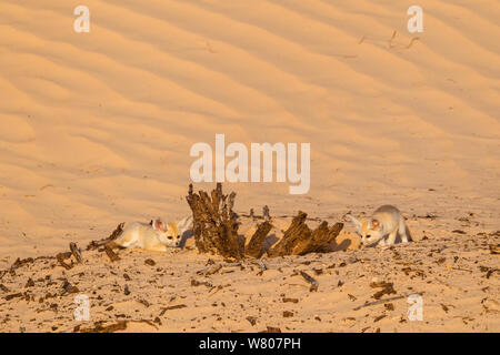 Fennec Fuchs (Vulpes zerda) Welpen spielen im Freien. Grand Erg Oriental, Kebili Governatorats. Tunesien. Stockfoto