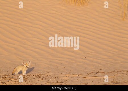 Fennec Fuchs (Vulpes zerda) Pup. Grand Erg Oriental, Kebili Governatorats. Tunesien. Stockfoto