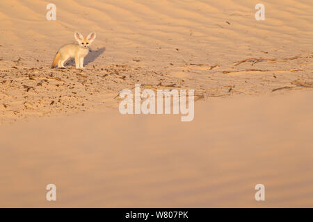 Fennec Fuchs (Vulpes zerda) Pup. Grand Erg Oriental, Kebili Governatorats. Tunesien. Stockfoto