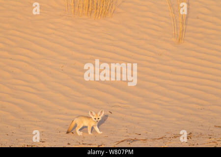 Fennec Fuchs (Vulpes zerda) Pup. Grand Erg Oriental, Kebili Governatorats. Tunesien. Stockfoto