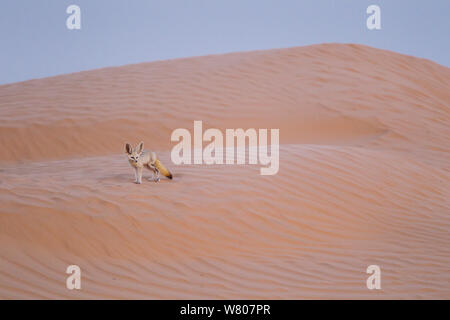 Fennec Fuchs (Vulpes zerda) erwachsenen weiblichen auf Sanddünen, Grand Erg Oriental, Kebili Governatorats. Tunesien. Stockfoto