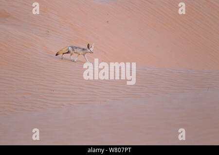 Fennec Fuchs (Vulpes Zerda) Grand Erg Oriental, Kebili Governorate. Tunesien. Stockfoto