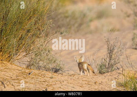 Fennec Fuchs (Vulpes zerda) pup außerhalb der Höhle, Grand Erg Oriental, Kebili Governatorats. Tunesien. Stockfoto