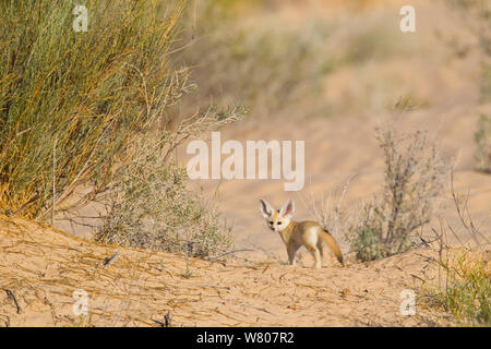 Fennec Fuchs (Vulpes zerda) pup außerhalb der Höhle, Grand Erg Oriental, Kebili Governatorats. Tunesien. Stockfoto