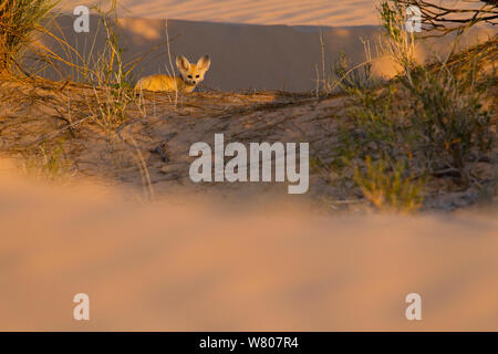 Fennec Fuchs (Vulpes zerda) pup außerhalb der Höhle, Grand Erg Oriental, Kebili Governatorats. Tunesien. Stockfoto