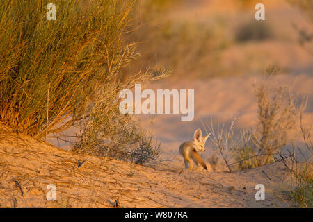 Fennec Fuchs (Vulpes zerda) pup außerhalb der Höhle, Grand Erg Oriental, Kebili Governatorats. Tunesien. Stockfoto