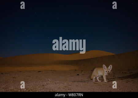 Fennec Fuchs (Vulpes zerda) Erwachsene in Sanddünen in der Nacht, Grand Erg Oriental, Kebili Governatorat, Tunesien. Kamera trap Bild Stockfoto