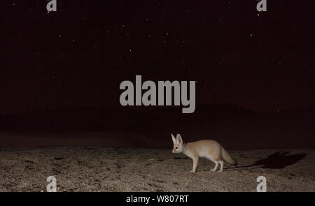 Fennec Fuchs (Vulpes zerda) in der Nacht auf Nahrungssuche, Grand Erg Oriental, Kebili Governatorats. Tunesien. Stockfoto