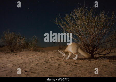 Fennec Fuchs (Vulpes zerda) Erwachsene in der Nacht unter Wüste Vegetation. Grand Erg Oriental, Kebili Governatorat, Tunesien. Mit Remote Camera trap genommen. Stockfoto